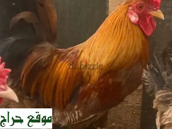 ديك عربي أصيل - جمال تراثي وفخر أصيل
