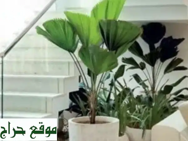 ديكورات شجر صناعي فاخرة: أضف لمسة طبيعية ساحرة...