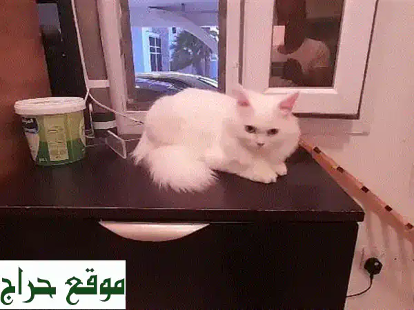 قطة فارسية بيضاء جميلة - 5 أشهر فقط!  عيون زرقاء ساحرة
