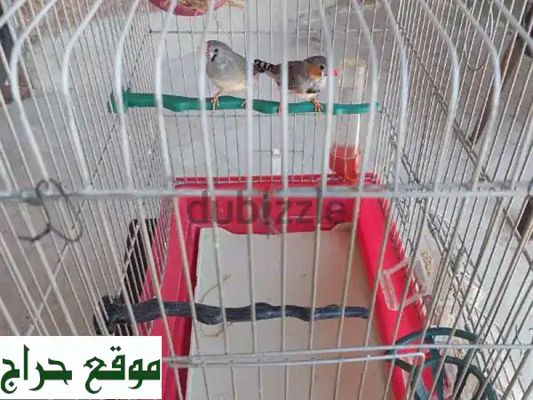 بيض طيور الجنة + قفص جديد للبيع في طرابلس - التبانة!...
