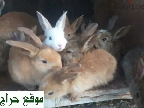 أرانب بلدي صغيرة، عمر 3 أشهر فقط! رفقاء رائعين ينتظرونك