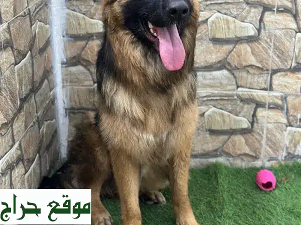 كلبة الراعي الألماني النقية - ملكة الجمال تبحث...