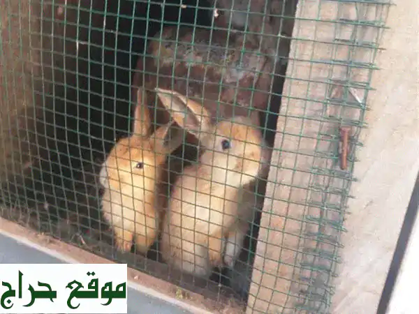 أرانب بلدي صغيرة، عمر 3 أشهر فقط! رفقاء رائعين ينتظرونك