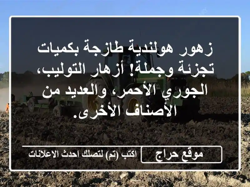 زهور هولندية طازجة بكميات تجزئة وجملة!  أزهار...