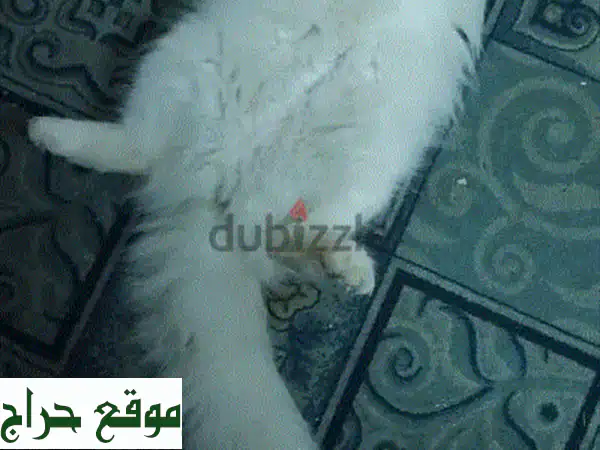 بيبو، قطة أنثى رقيقة تبحث عن بيت دافئ ❤️  (قطط للبيع)