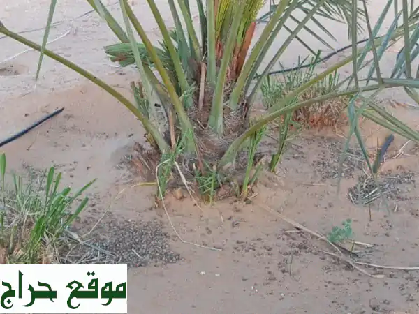 نخيل للبيع - أجود الأنواع وأفضل الأسعار | خدمات زراعية متكاملة