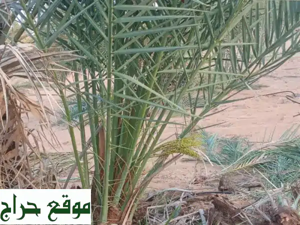 نخيل للبيع - أجود الأنواع وأفضل الأسعار | خدمات...