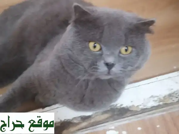 قط بريطاني رمادي كيوت للبيع - رحيل مؤقت، منزل...