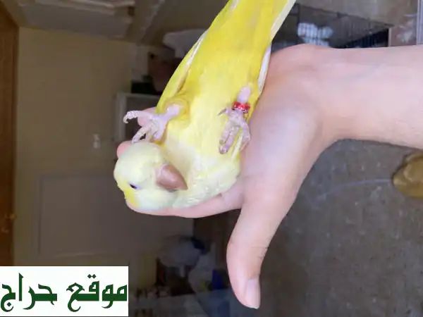 ببغاء كويكر أليف ذو عيون حمراء - رفيقك الجديد!