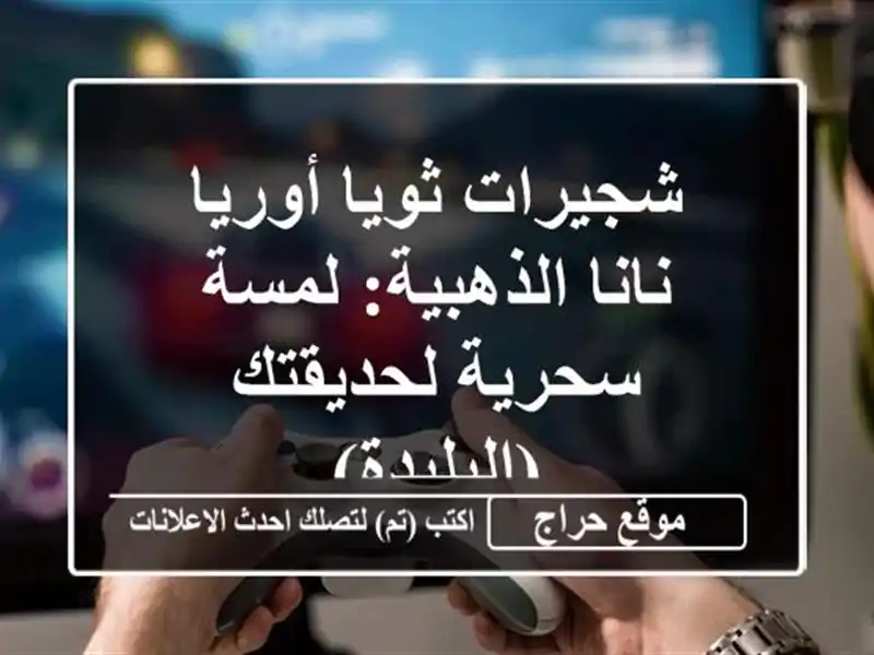 شجيرات ثويا أوريا نانا الذهبية: لمسة سحرية...