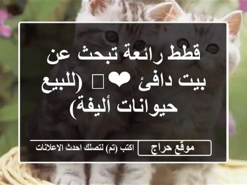 قطط رائعة تبحث عن بيت دافئ ❤️  (للبيع - حيوانات أليفة)