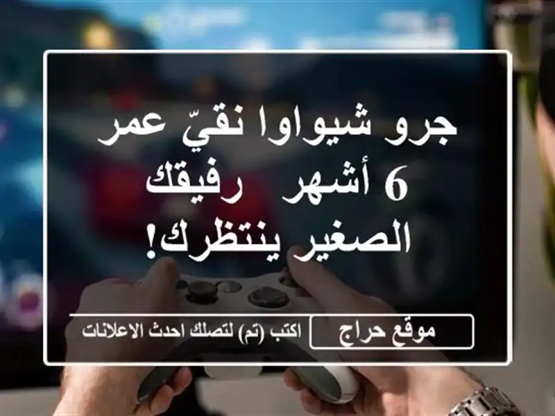 جرو شيواوا نقيّ عمر 6 أشهر - رفيقك الصغير ينتظرك!