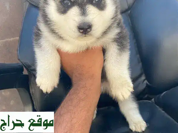 جرو هاسكي ألاسكي نقي - مرح ونشيط - توصيل متوفر!