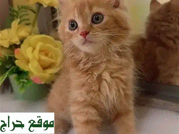 قطة فارسية أنثى جميلة وودودة - جاهزة لمنزلها الجديد!