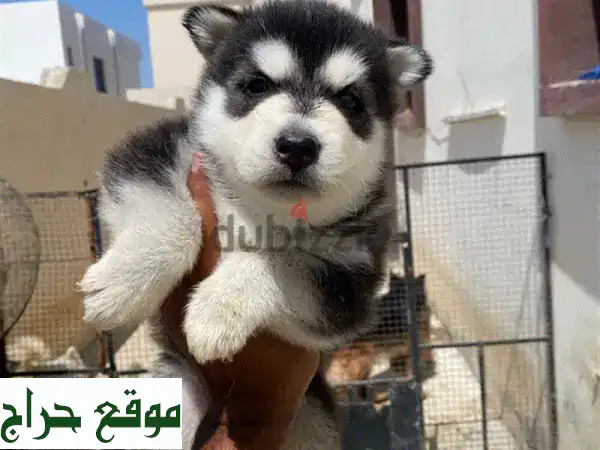 جرو هاسكي ألاسكي نقي - مرح ونشيط - توصيل متوفر!