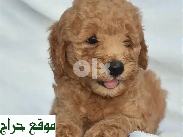 جرو جولدن دودل مصغر مستورد - رفيقك الصغير...