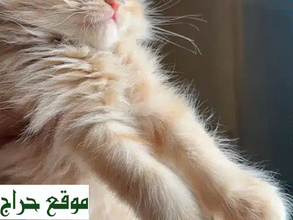 قطة فارسية أنثى جميلة وودودة - جاهزة لمنزلها الجديد!