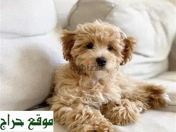 جرو جولدن دودل مصغر مستورد - رفيقك الصغير اللطيف ينتظرك!