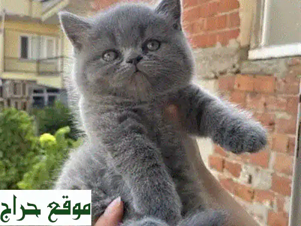 قطط بريتش شورت هير صغيرة معقمة وملقحة - جاهزة لمنزل جديد!