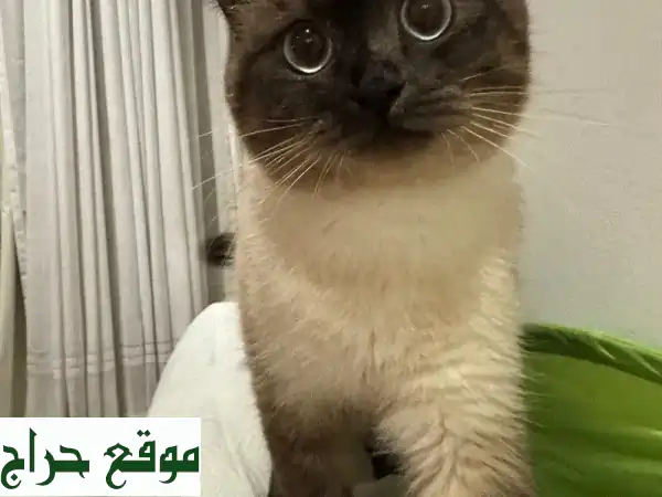 هملايا: قط صغير رقيق يبحث عن بيتٍ دافئ ❤️