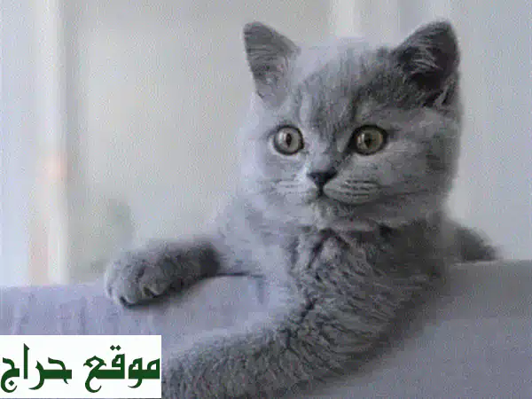قطط بريتش شورت هير صغيرة معقمة وملقحة - جاهزة...