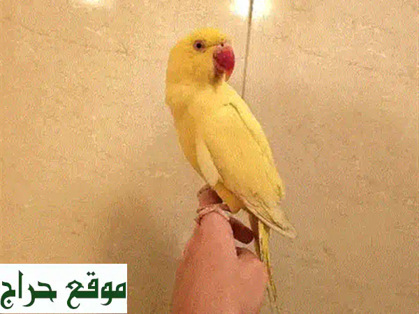 ببغاء درة هندي أليف ووديّ - فرصة ذهبية!
