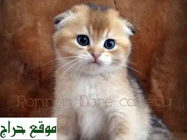 قطط شينشيلا ذهبية بريطانية - أروع رفقاء لعائلتك!
