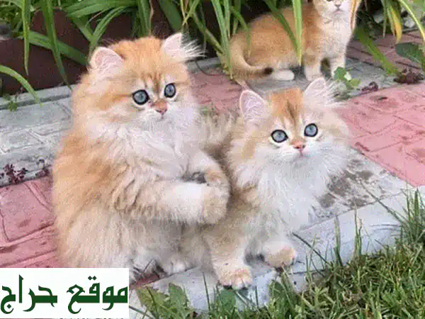 قطط شينشيلا ذهبية بريطانية - أروع رفقاء لعائلتك!