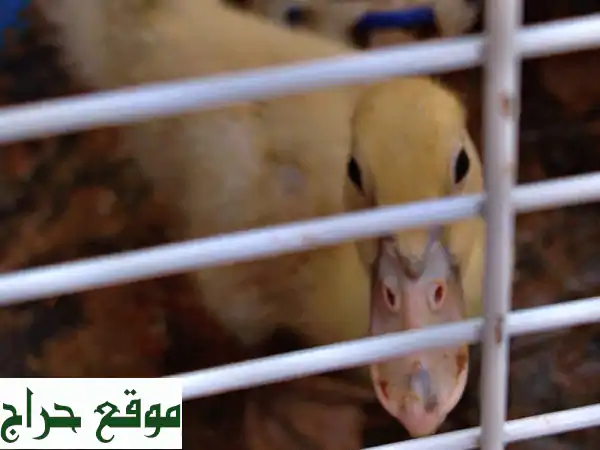 بطة جميلة للبيع - 100 درهم فقط! (دبي - الورقاء 1)