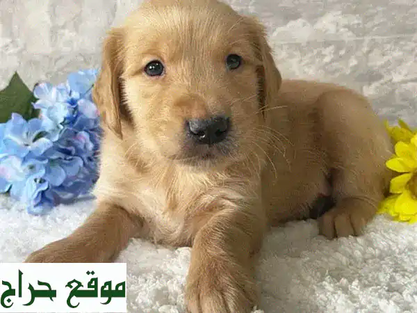 جرو جولدن ريتريفر أصيل - جاهز للتبني الآن!