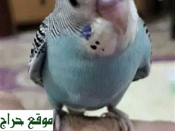 جدحفص ظير هندا أليف: تعلم رعاية حيوانك الأليف الجديد!