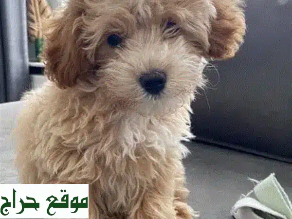 مالطيبو جراء مستوردة - عمر شهرين - رفقاء رائعين للعائلة!