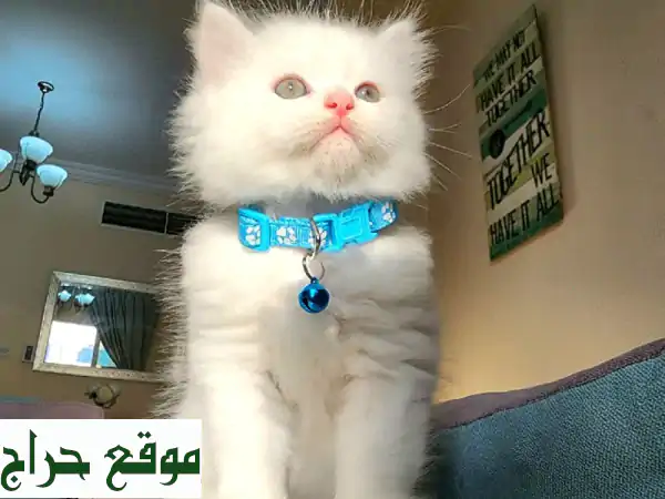 قط بريتش شيرازي فرو طويل - رفيق لعوب ينتظرك!