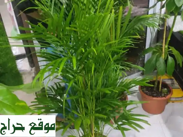 أزهار، أشجار، نخيل، وشبكات ري: حديقتك...
