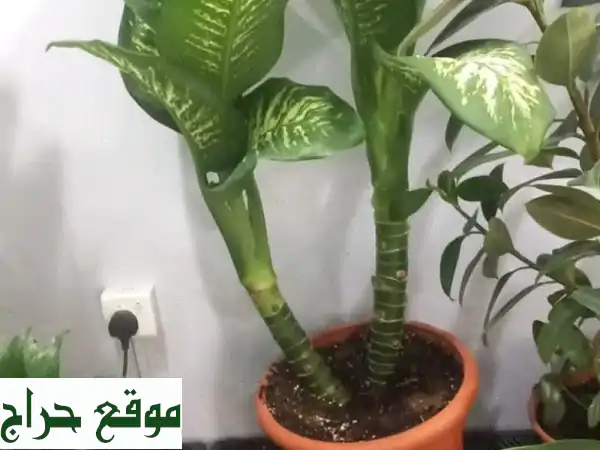أزهار، أشجار، نخيل، وشبكات ري: حديقتك الخضراء بانتظارك!