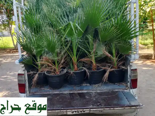 واشنطن عالية الجودة بسعر لا يقاوم! (50-80 سم) - 20 درهم فقط!