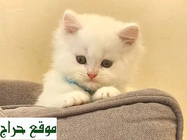 قط بريتش شيرازي فرو طويل - رفيق لعوب ينتظرك!