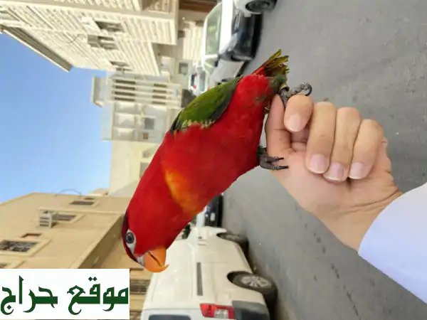 ببغاء لوري هجين نادر - جوهرة نادرة تُزيّن منزلك!
