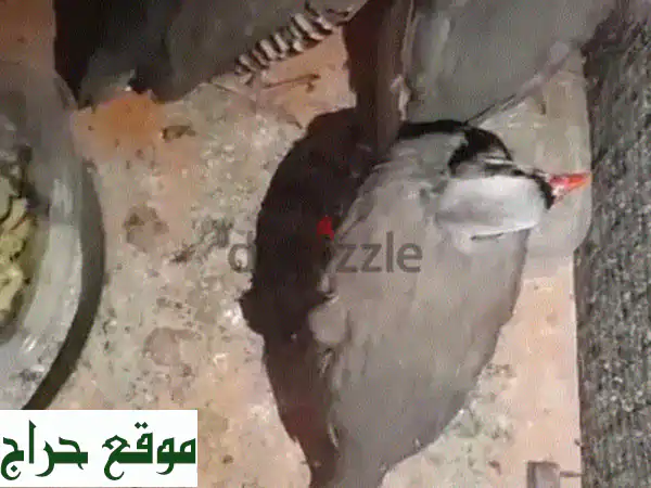 ثلاث حجالات أناتا بري عرسالية عمر 7 شهور -  فرصة مميزة!