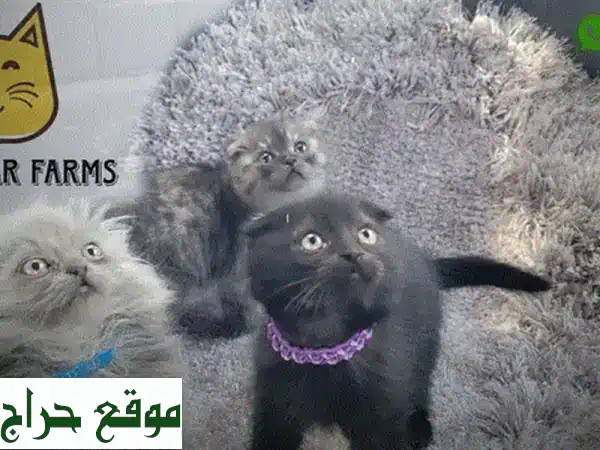 قطط سكوتيش فولد: رفقاء فرويون رائعين ينتظرونك!
