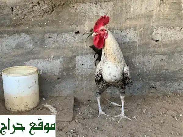 دياكة عمانية وكوشن - أجود الأنواع بسعر لا يقاوم (5 ريال فقط!)