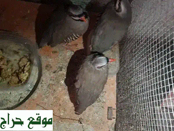 ثلاث حجالات أناتا بري عرسالية عمر 7 شهور -  فرصة مميزة!