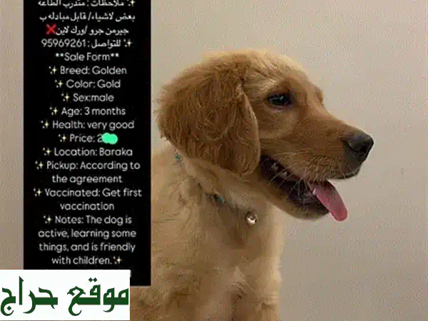 جولدن ريتريفر للبيع - أجمل الكلاب وأطيبها قلباً!...