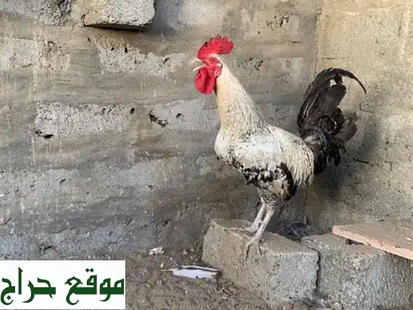 دياكة عمانية وكوشن - أجود الأنواع بسعر لا يقاوم (5...