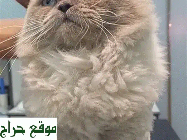 أهدِ قطتك الصغيرة منزلًا مليئًا بالحبّ! 😻 تبني...