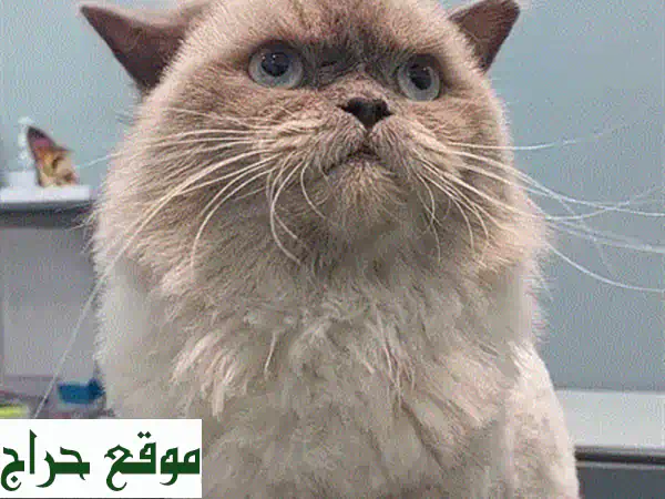 أهدِ قطتك الصغيرة منزلًا مليئًا بالحبّ! 😻 تبني قطط لطيفة
