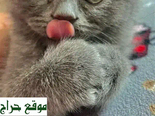 قطط سكوتيش فولد: رفقاء فرويون رائعين ينتظرونك!
