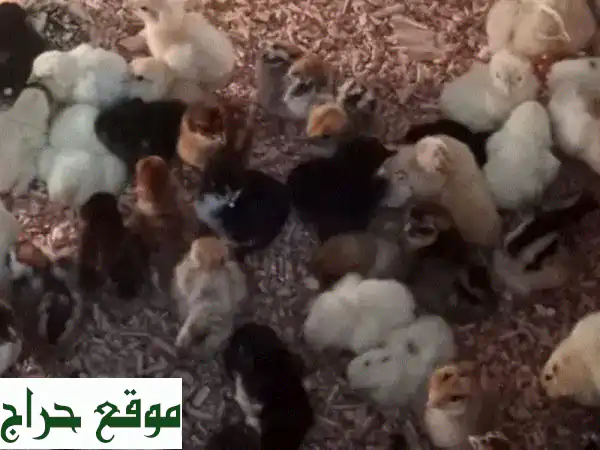 صيصان دجاج عماني صحية وقوية - كمية محدودة!