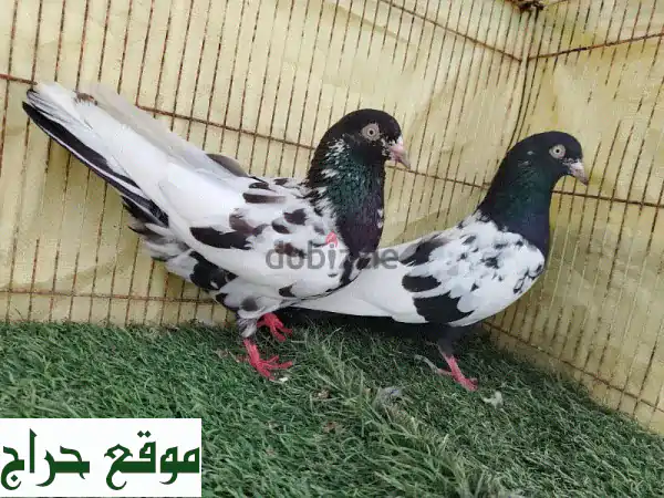 حمام باكستاني مطيار - أزواج للبيع بسعر مميز!