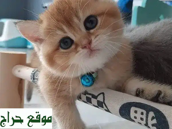 قطط شينشيلا ذهبية بريطانية فاخرة - استوردت حديثًا!